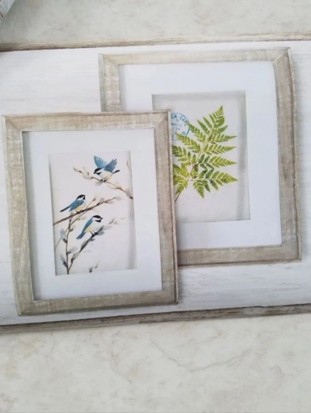 Wallpaper Border Feathers Birds & Ferns